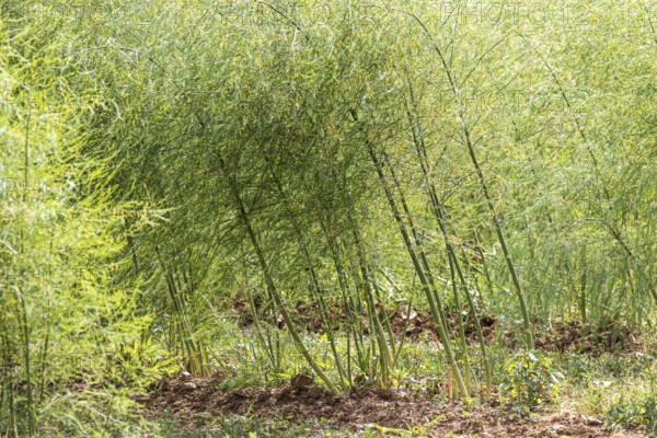 Common asparagus (Asparagus officinalis) in a field in the Heilbronn district in summer. Talheim,