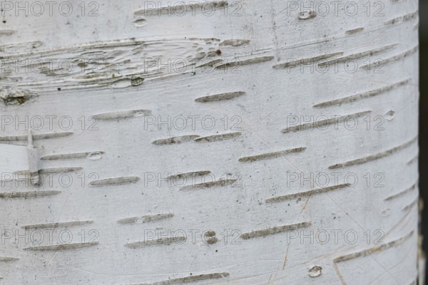 Trunk of a silver birch (Betula pendula), background, texture, MÃ¼nsterland, North