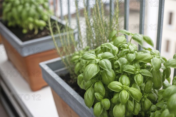 Fresh basil growing in pots on a sunny balcony. Urban gardening for homegrown herbs. Generative ai,