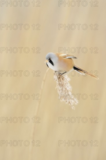 Bearded Tit (Panurus biarmicus) in spring, adult male in splendour dress, summer dress, sits on a
