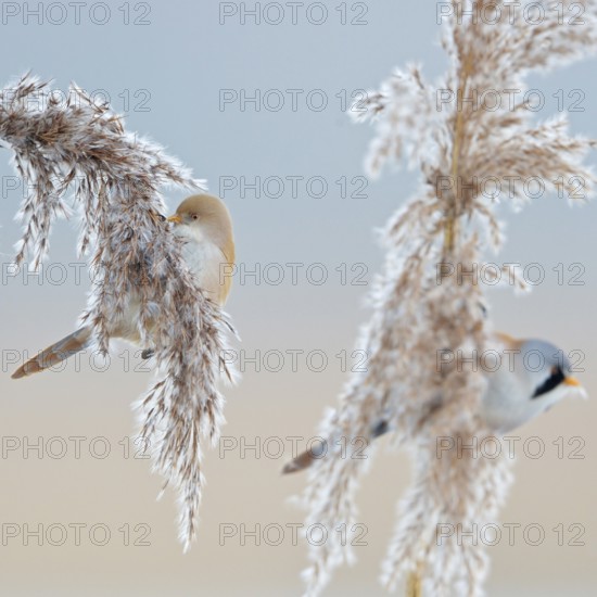 Bearded tits (Panurus biarmicus) in winter, pair, couple, males and females in their splendid