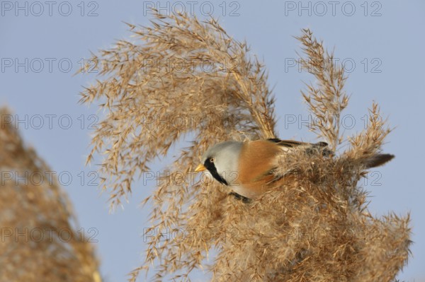 Male bearded tit, bearded tit cock in the reeds... Bearded Tit (Panurus biarmicus), adult male in