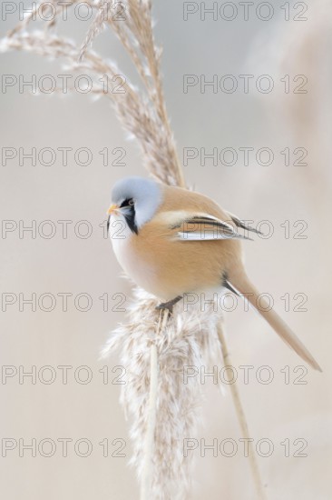 Pastel colours... Bearded Tit (Panurus biarmicus), adult male in splendid dress, summer dress,