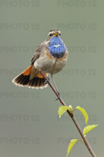 Peak striker... Bluethroat (Luscinia svecica) sings its song on the top of a freshly sprouted birch