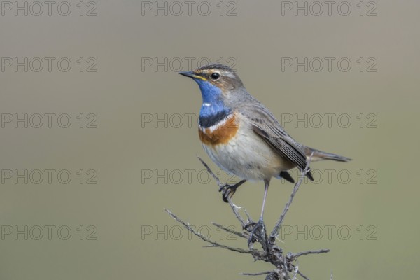 Beautiful to look at... White-starred bluethroat (Luscinia svecica), Central European, native