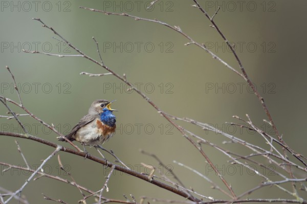At full breast... Bluethroat (Luscinia svecica), male in breeding plumage, splendid plumage, sits
