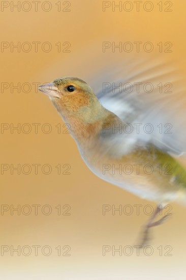 Chaffinch (Fringilla coelebs) in flight, colourful male in winter, already in breeding plumage,