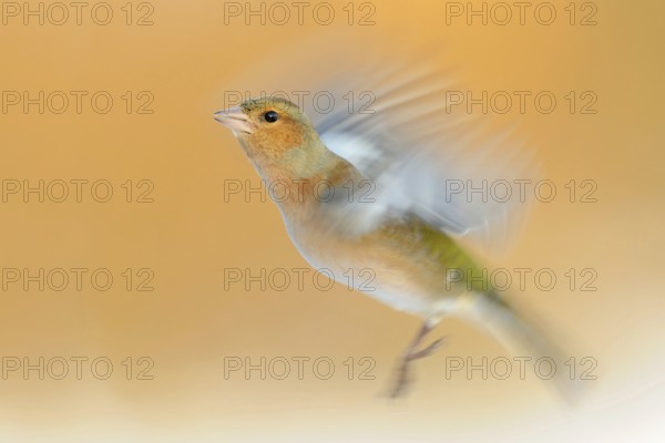 Chaffinch (Fringilla coelebs) in flight, colourful male in winter, already in breeding plumage,