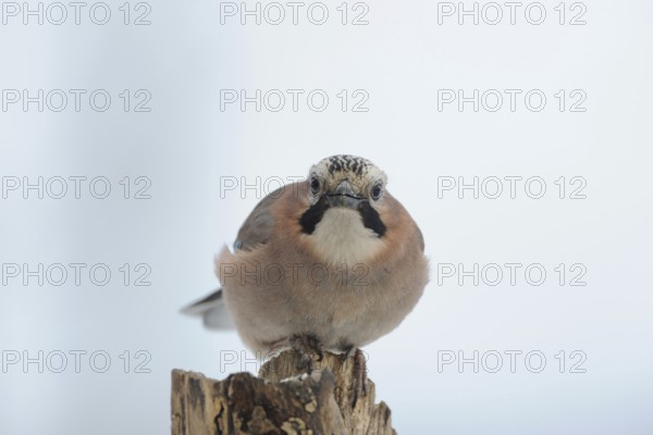 Who's that... Eurasian Jay (Garrulus glandarius), guardian of the forest, almost everywhere native,