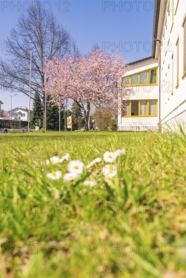 Spring day with blossoming tree, green meadow and yellow building, bright blue sky and daisies in
