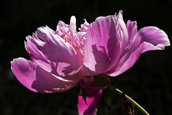 Peony flower, Paeonia sp, Perrenial flower, Close-up, Region of La Mauricie, Province of Quebec,