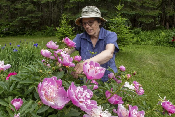 Woman and flowers, Woman taking care of peony flowers, Peonia sp, Region of La Mauricie, Province