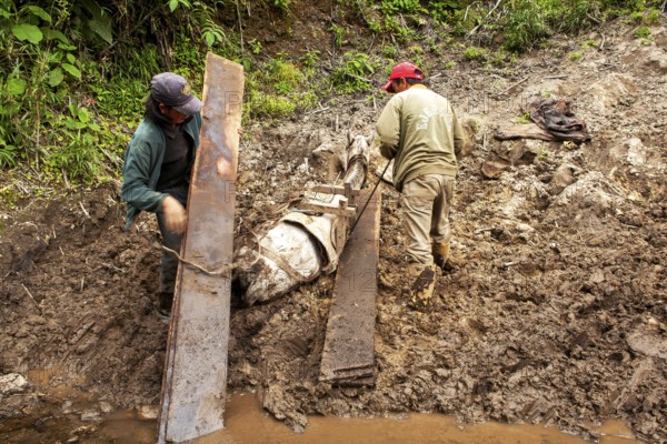 Draft horse and men, Men unload a horse that fell due to a heavy load of planks, Imbabura province,