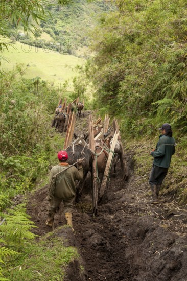 Draft horses and men, Horses carrying planks down a mountain, Imbabura province, Ecuador, South