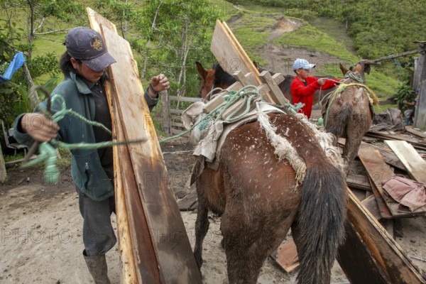 Draft horse and man, Man unloading a draft horse loaded with planks, Imbabura province, Ecuador,