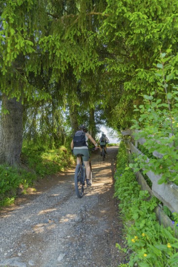 Two cyclists on a forest path, surrounded by dense trees, Alpe di Siusi, Dolomites, South Tyrol,