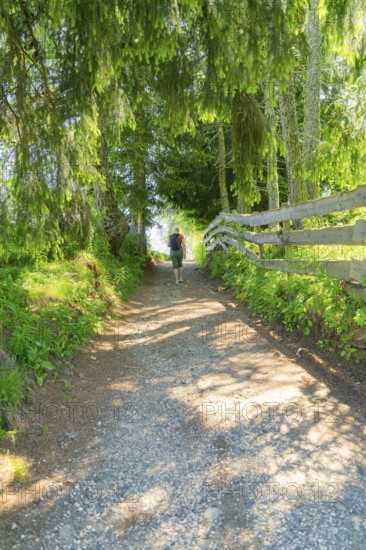 A hiker on a sun-drenched forest path in the countryside, Alpe di Siusi, Dolomites, South Tyrol,