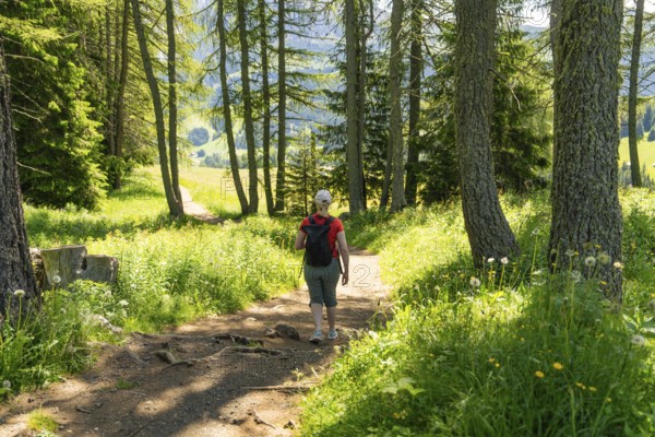 A hiker walks along a sunny, wooded path surrounded by green grass, Alpe di Siusi, Dolomites, South