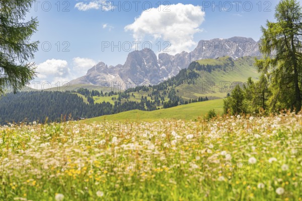 Flower meadow in front of an impressive mountain panorama and blue sky, Alpe di Siusi, Dolomites,