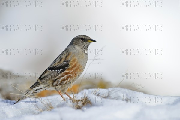 The snow is thawing... Alpine accentor (Prunella collaris) in its habitat in the high Alps, robust