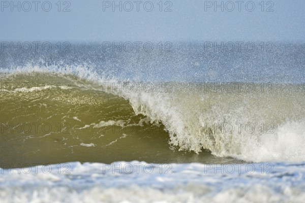 Where the North Sea waves... perfect, hollow-breaking wave (North Sea), high wave overturning near