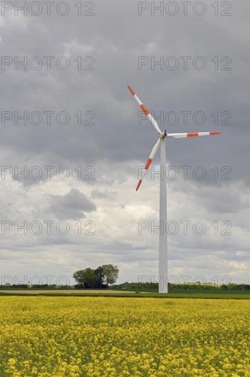 Wind turbine, wind turbine in a yellow flowering rapeseed field (Brassica napus), energy