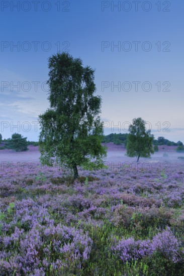 Wisps of mist drift around birches and junipers in the blooming LÃ¼neburg Heath, Lower Saxony,