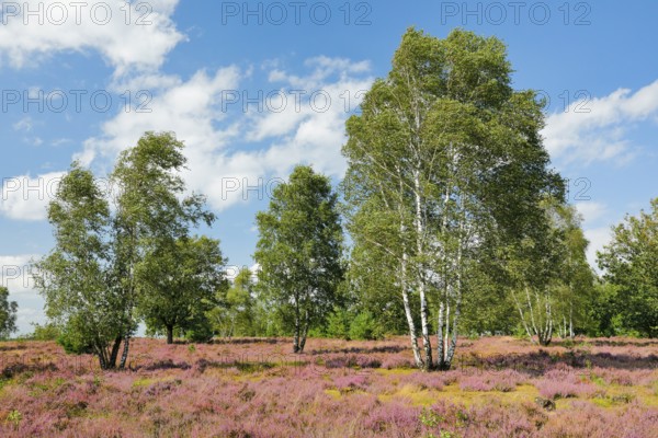 Large birch trees in the blooming LÃ¼neburg Heath, Lower Saxony, Germany
