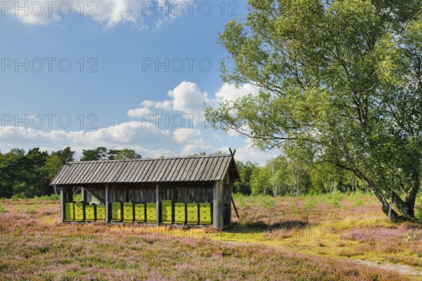 Beehives in the middle of the blooming LÃ¼neburg Heath, Lower Saxony, Germany