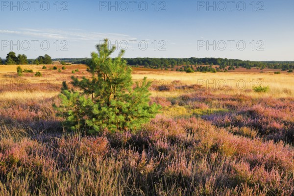 Trees and blooming heath near Oberhaverbeck in the LÃ¼neburg Heath nature park Park, Lower Saxony,