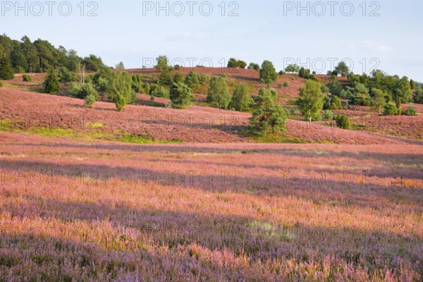 Trees and blooming heath at the foot of the Wilseder Berg, . LÃ¼neburg Heath nature park Park,