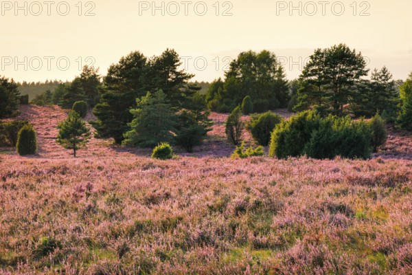Trees and blooming heath in the evening light at Wilseder Berg, LÃ¼neburg Heath nature park Park,