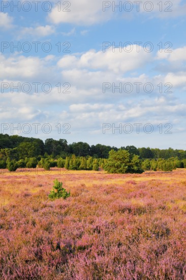 Trees and blooming heath near Oberhaverbeck in the LÃ¼neburg Heath nature park Park, Lower Saxony,