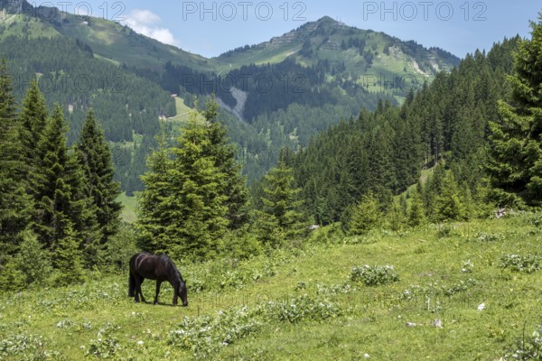 Horse in BÃ¤rgunttal, behind Walmendinger Horn, near Baad, Kleinwalsertal, AllgÃ¤u Alps,
