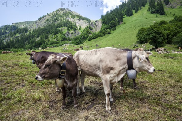 Cattle on the hiking trail in Dietersbachtal between Gerstruben and Dietersbachalpe, near