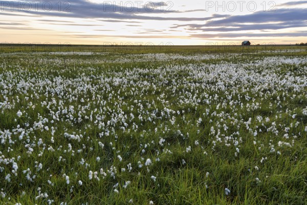 Cottongrass (Eriophorum) on a wet meadow, evening sky, South Iceland, Iceland
