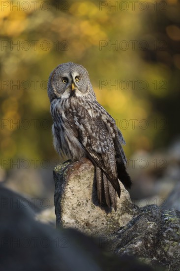 Bright autumn colours... Bearded owl (Strix uralensis), common owl in northern Scandinavia uses a