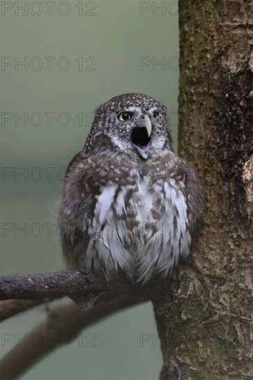 Our smallest native owl... Pygmy owl (Glaucidium passerinum) sits in the branches of a coniferous