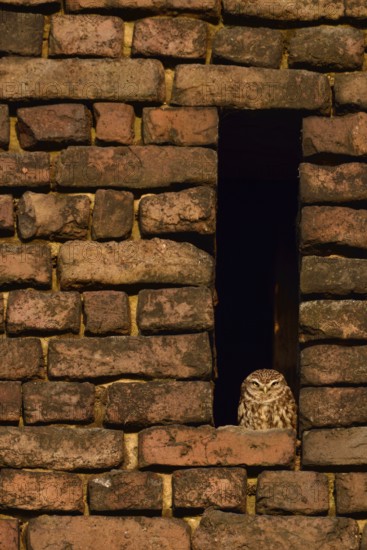 Little owl... Little owl (Athene noctua), owl, little owl, perches in the owl hole of an old brick