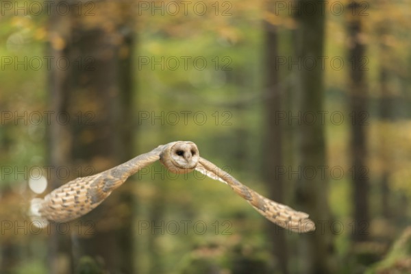 Silent... Barn owl (Tyto alba) in flight through an autumn forest, flying, native, widespread,
