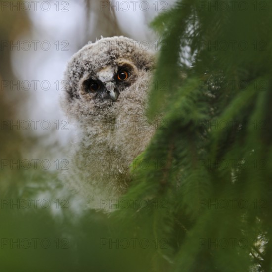 Unusual, just fledged owl... Long-eared owl (Asio otus) on the way to independence, attentive young