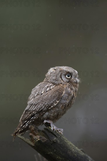 Cute little chap... Scops owl (Otus scops), very small owl, southern European owl, owl species in
