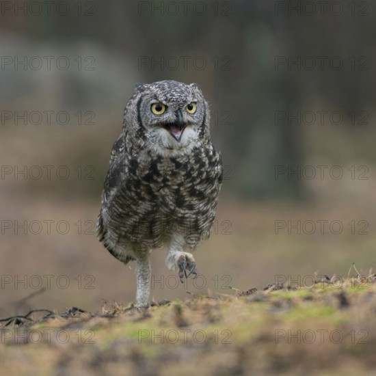 Travelling on foot... Virginia eagle owl (Bubo virginianus) as an infantryman, funny picture of an