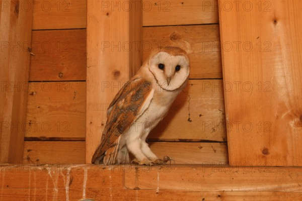 In the roof truss... Barn owl (Tyto alba), young owl in the belfry of a church, in the church