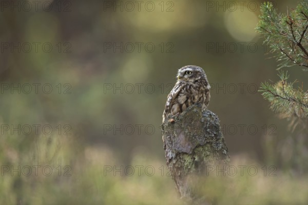 Little owl (Athene noctua) sitting on a tree stump at the edge of the forest in the sun,