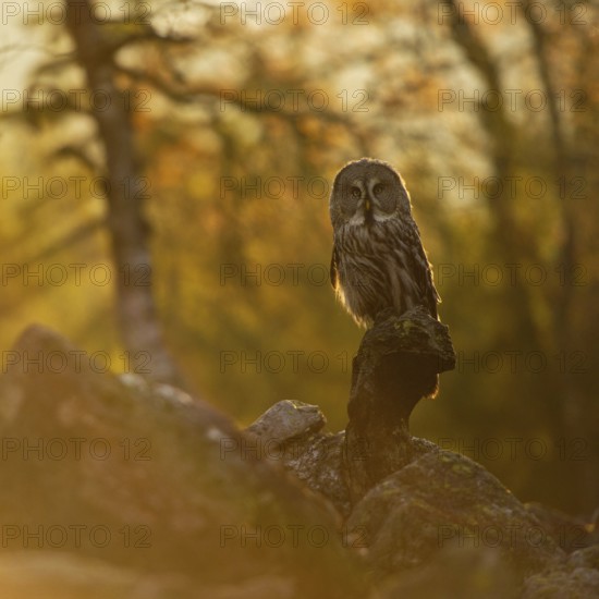 The day awakens... Bearded owl (Strix nebulosa) in the glaring backlight early in the morning in a