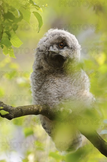 Slanted gaze... Long-eared owl (Asio otus), young owl in soft dusky coat, branch turns its head,