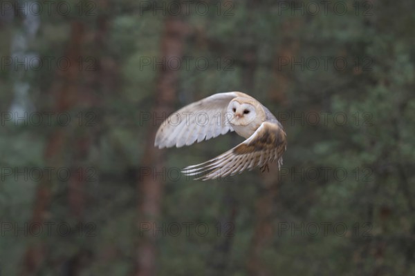 Skilful hunter... Barn owl (Tyto alba), generally known, in Germany relatively common owl in rapid