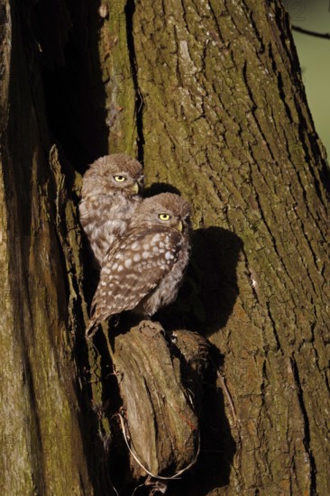 Young owls... Little owl (Athene noctua), two little owls, presumably siblings, sitting next to