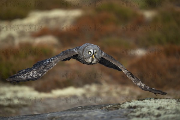 Light yellow eyes... Bearded Owl (Strix nebulosa), large owl in flat flight over the forest floor,